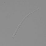 Conídio de Cercospora carotae