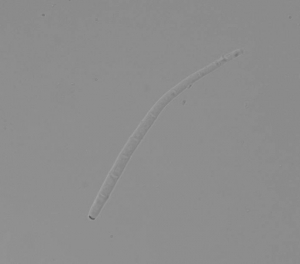 Conídio de Cercospora carotae