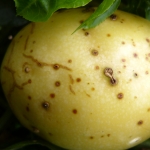 Verrugose em fruto de maracujá