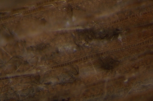 Sinais do patógeno  na superfície foliar
