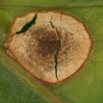 Detalhe do sintoma nas folhas