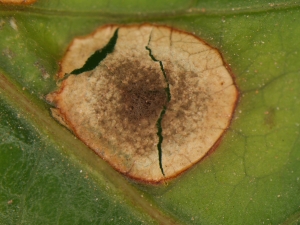 Detalhe do sintoma nas folhas