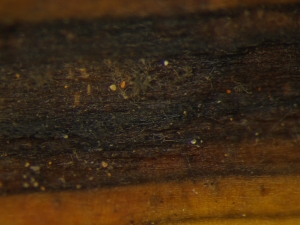 Sinais na superfície foliar (conídios)