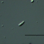 Conídio em destaque, escala indica 20µm