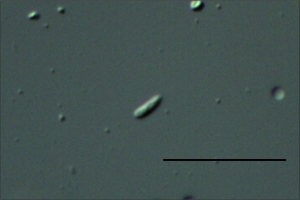 Conídio em destaque, escala indica 20µm