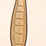Conídios fusóides, obloclavados a quase cilíndricos, marrom claro. Presença de hilo.