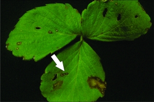 Sintomas, seta dá destaque as lesões de Mycosphaerella