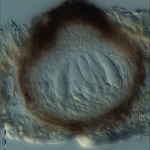 Pseudotécio, escala indica 20µm