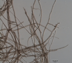 Micélio com ramificação em ângulo reto
