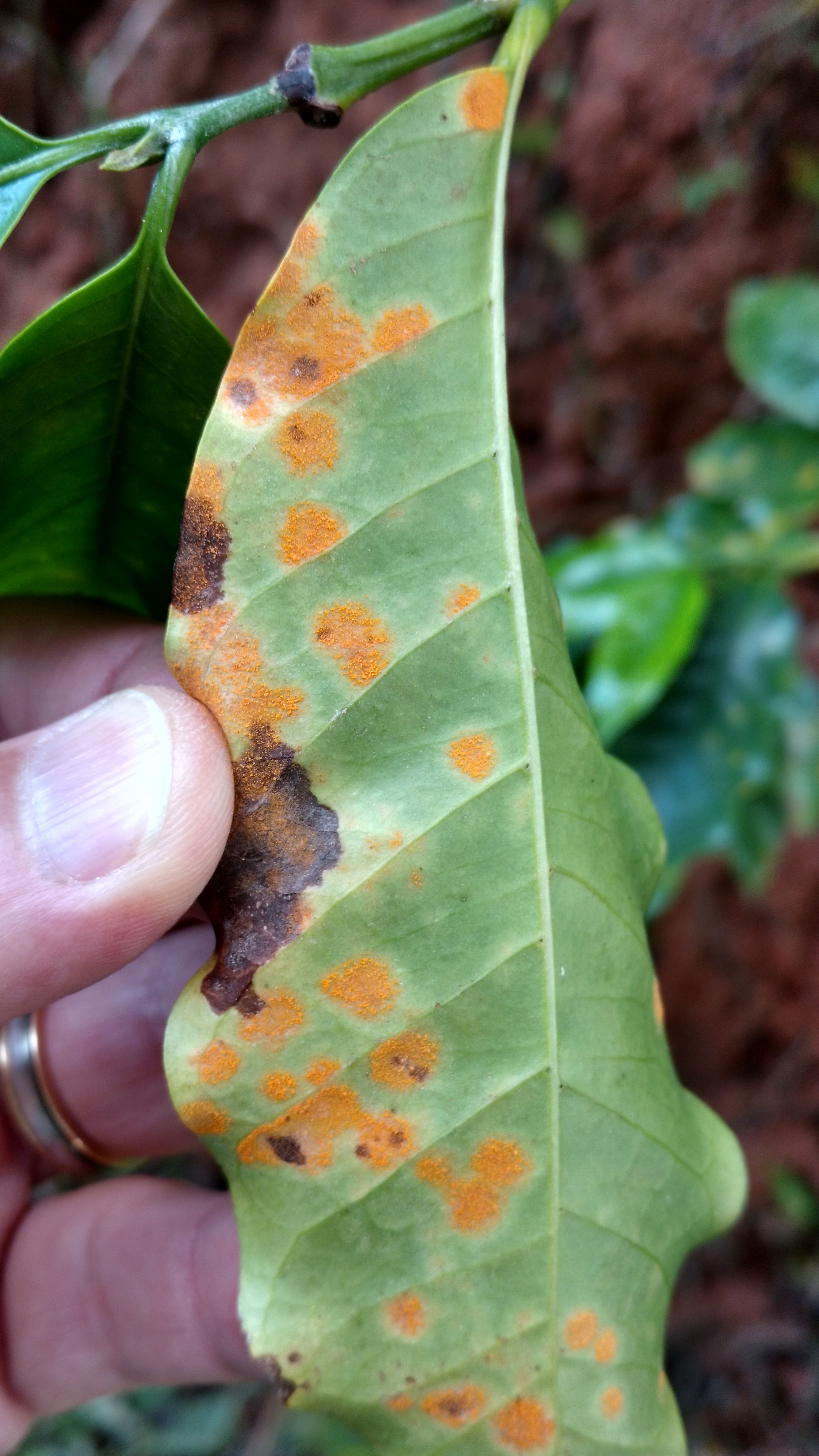 Coffee leaf rust фото 40