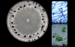 Rollins_Sclerotinia1