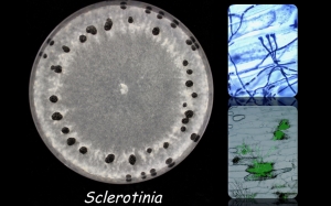 Rollins_Sclerotinia2