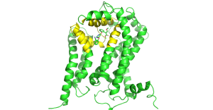 P infestans com o ligante delimitação da região de ṕrevisão no mutatex