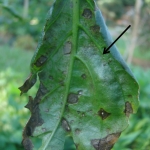 Sintomas da doença na face abaxial da folha de pimentão (indicado por seta)