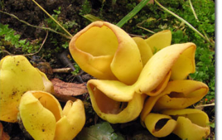 persoonia