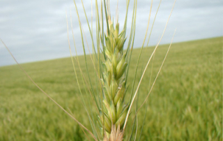 trigo no campo