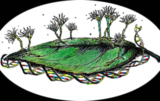 DoyleMycology2